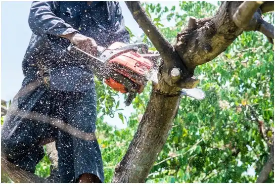 tree services Sapulpa